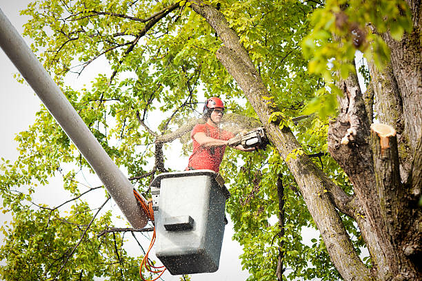 Reliable Weimar, TX Tree Removal Services Solutions